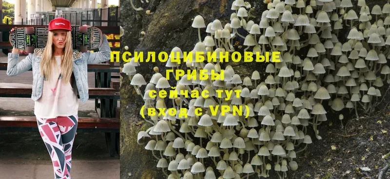 Галлюциногенные грибы Psilocybe Нижние Серги